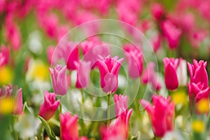 Field of blooming tulips in Spring, Close Up
