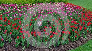 A field of blooming tulips, tulip festival Ottawa