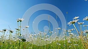 Field of blooming white daisies swaying in the wind. White and yellow daysies sway in the wind. Low angle view.