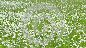 Field of blooming white daisies swaying in the wind. White and yellow daysies sway in the wind. Slow motion.