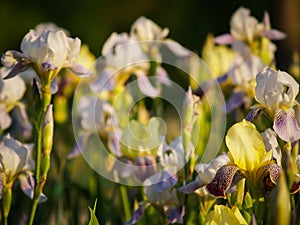 Field of blooming white with lilac irises in backlight