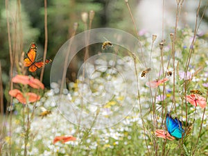 Field of blooming wild flowers attracting bees and butterflies