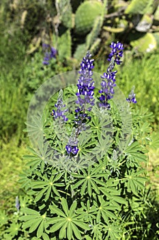 Field of blooming wild violet lupins flowers. Israel