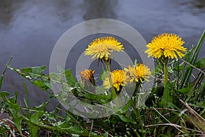 Field of blooming yellow dandelion flowers Taraxacum Officinale in park on spring time. A green meadow in the background. Place