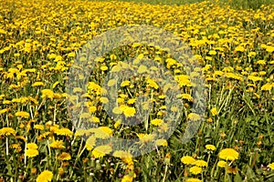 Field of blooming yellow dandelion. Medicinal plant. Useful herbs. Phytotherapy. Nectar, honey and jam from field weed grass.