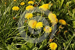 Field of blooming yellow dandelion. Medicinal plant. Useful herbs. Phytotherapy. Nectar, honey and jam from field weed grass.