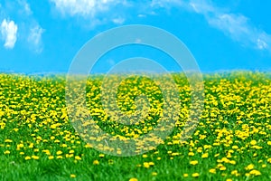 Field of blooming yellow dandelions against a blue sky.