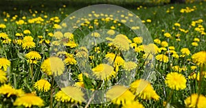 a field with blooming yellow dandelions, spring dandelion