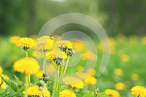 Field with blooming yellow dandelions on sunny day. Summer flower background