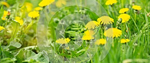 Field with blooming yellow dandelions on sunny day. Summer flower background. Banner