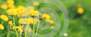 Field with blooming yellow dandelions on sunny day. Summer flower background. Banner