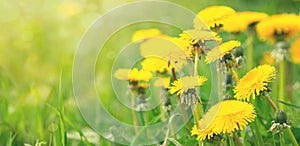 Field with blooming yellow dandelions on sunny day. Summer flower background. Banner