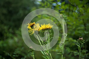 field of blooming yellow flowers on a background sunset