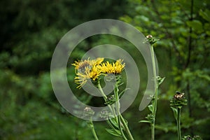 field of blooming yellow flowers on a background sunset