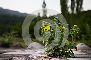 field of blooming yellow flowers on a background sunset