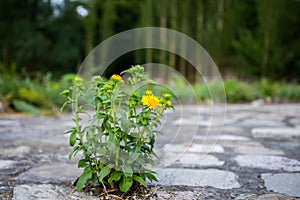 field of blooming yellow flowers on a background sunset