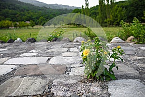 field of blooming yellow flowers on a background sunset