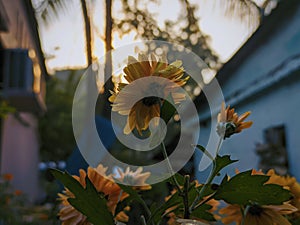 field of blooming yellow flowers on a background sunset