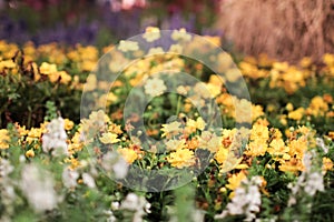 Field of blooming yellow flowers on a background sunset Large group of yellow flowers in a sunny summer garden