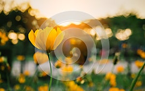 Field of blooming yellow flowers on a background sunset