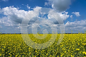 Field blooming yellow rape flowers against the blue sky with white feathery clouds