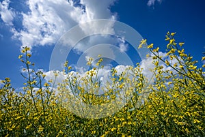 Field blooming yellow rape flowers against the blue sky with white feathery clouds