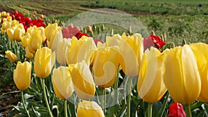 A field of blooming yellow and red tulips