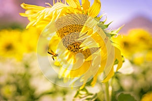 Field of blooming yellow sunflowers in the summer season in sunflowers farm and other flowers