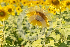 Field of blooming yellow sunflowers in the summer season in sunflowers farm and other flowers