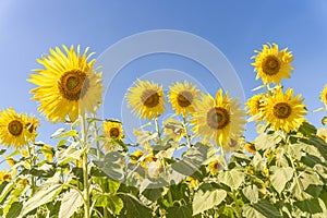 Field of blooming yellow sunflowers in the summer season in sunflowers farm and other flowers