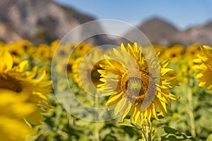 field of blooming yellow sunflowers in the summer season in sunflowers farm and other flowers with a mountain in backgrounds