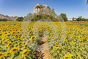 Field of blooming yellow sunflowers in the summer season in sunflowers farm and other flowers with a mountain in backgrounds