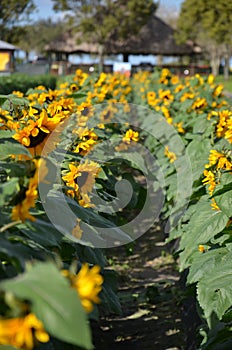 field of blooms