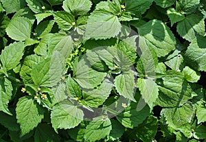 In the field it blooms galinsoga parviflora photo