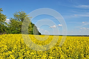 Field. Blooms of Rape. Yellow field Blue sky Clouds in the sky. Landscape. Yellow-blue field. Trees near the field