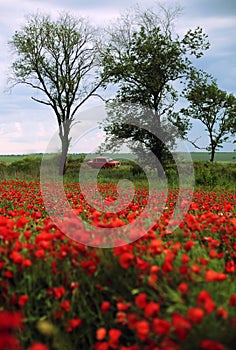 Field of blossom poppies and red retro car