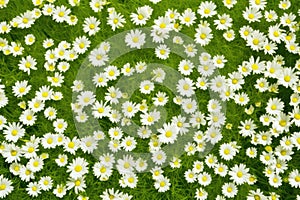 Field blossom yellow nature plant chamomile white flower daisy summer background