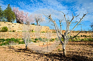 A field of blossoming almond trees
