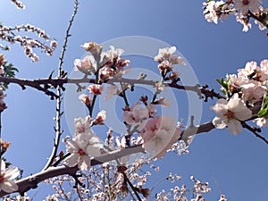 A field of blossoming almond trees, cluster of almond blossoms in full bloom.