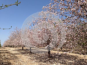 A field of blossoming almond trees, cluster of almond blossoms in full bloom.