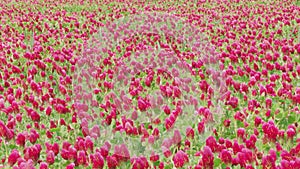 Field of blossoming crimson clover flowers and flying bees