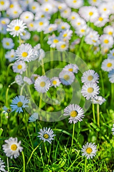 Field of blossoming daisies