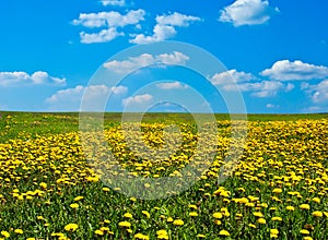 Field of blossoming dandelions