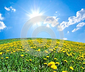 Field of blossoming dandelions