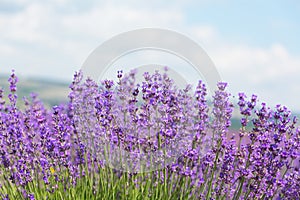 Field with the blossoming lavender