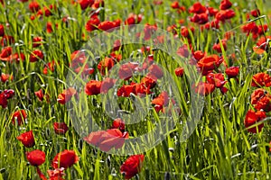 Field with blossoming poppies