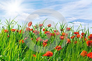 Field with the blossoming poppies