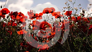 Field blossoming poppies. Poppy field. Close up of moving poppies.