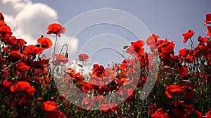 Field blossoming poppies. Poppy field. Close up of moving poppies.