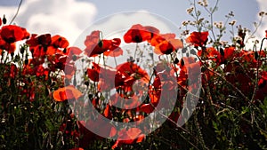 Field blossoming poppies. Poppy field. Close up of moving poppies.